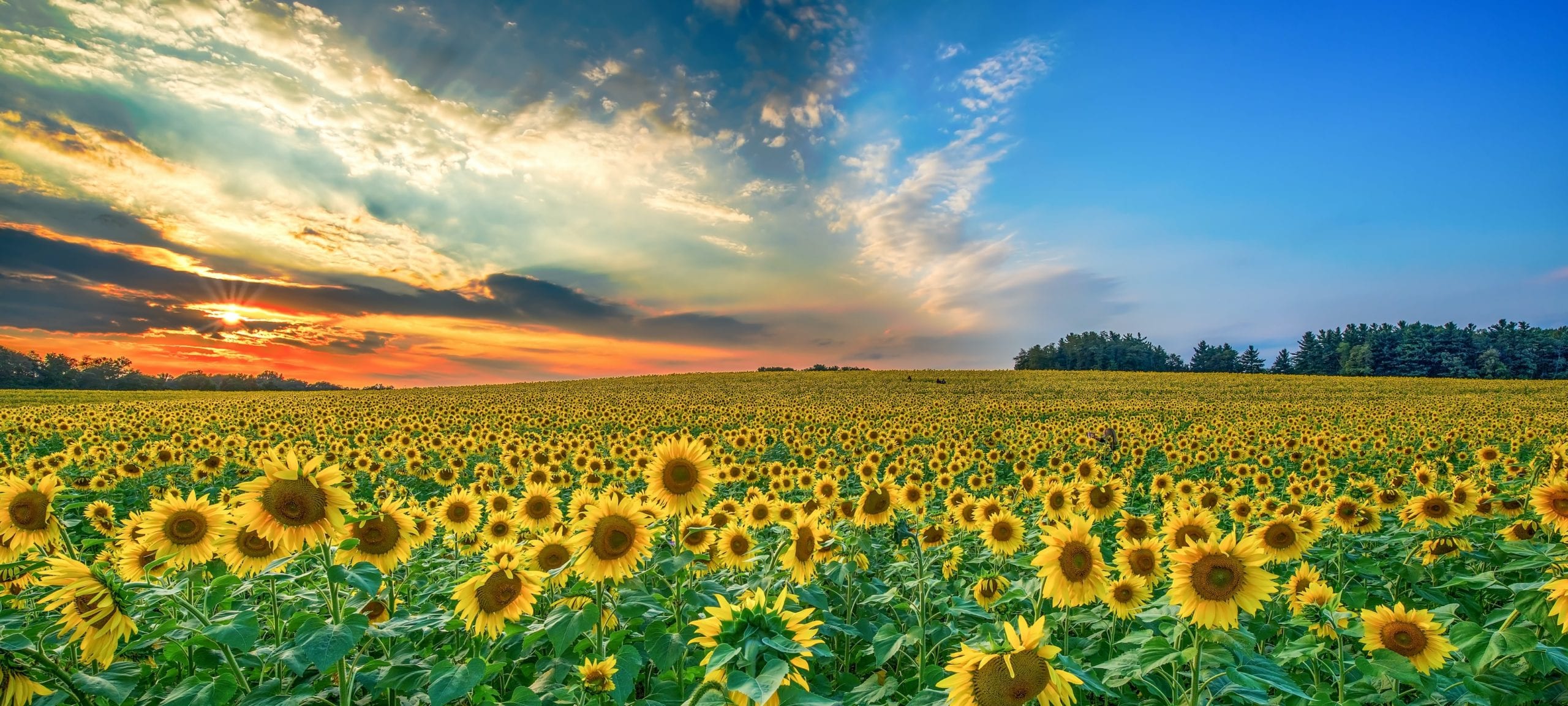 field of sunflowers and a beautiful sunset in the background