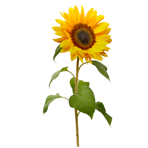 Single sunflower