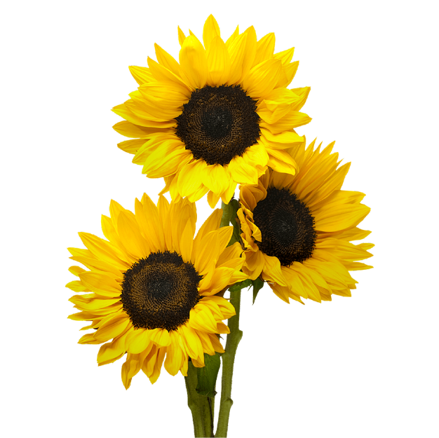 3 sunflowers