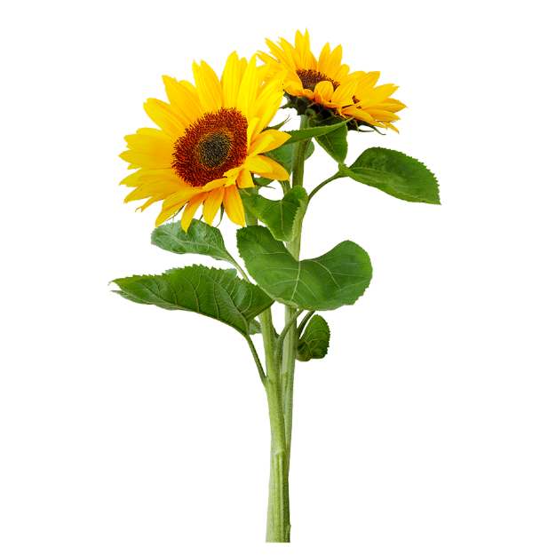 2 sunflowers