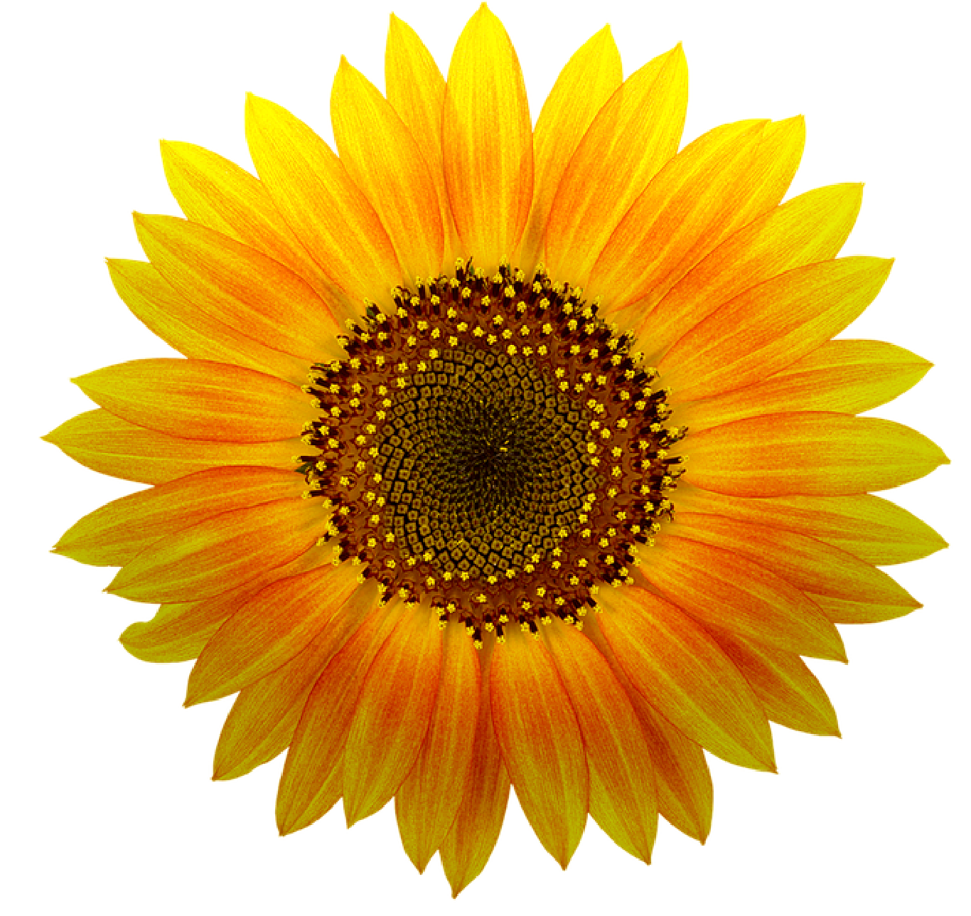 Photo of single sunflower