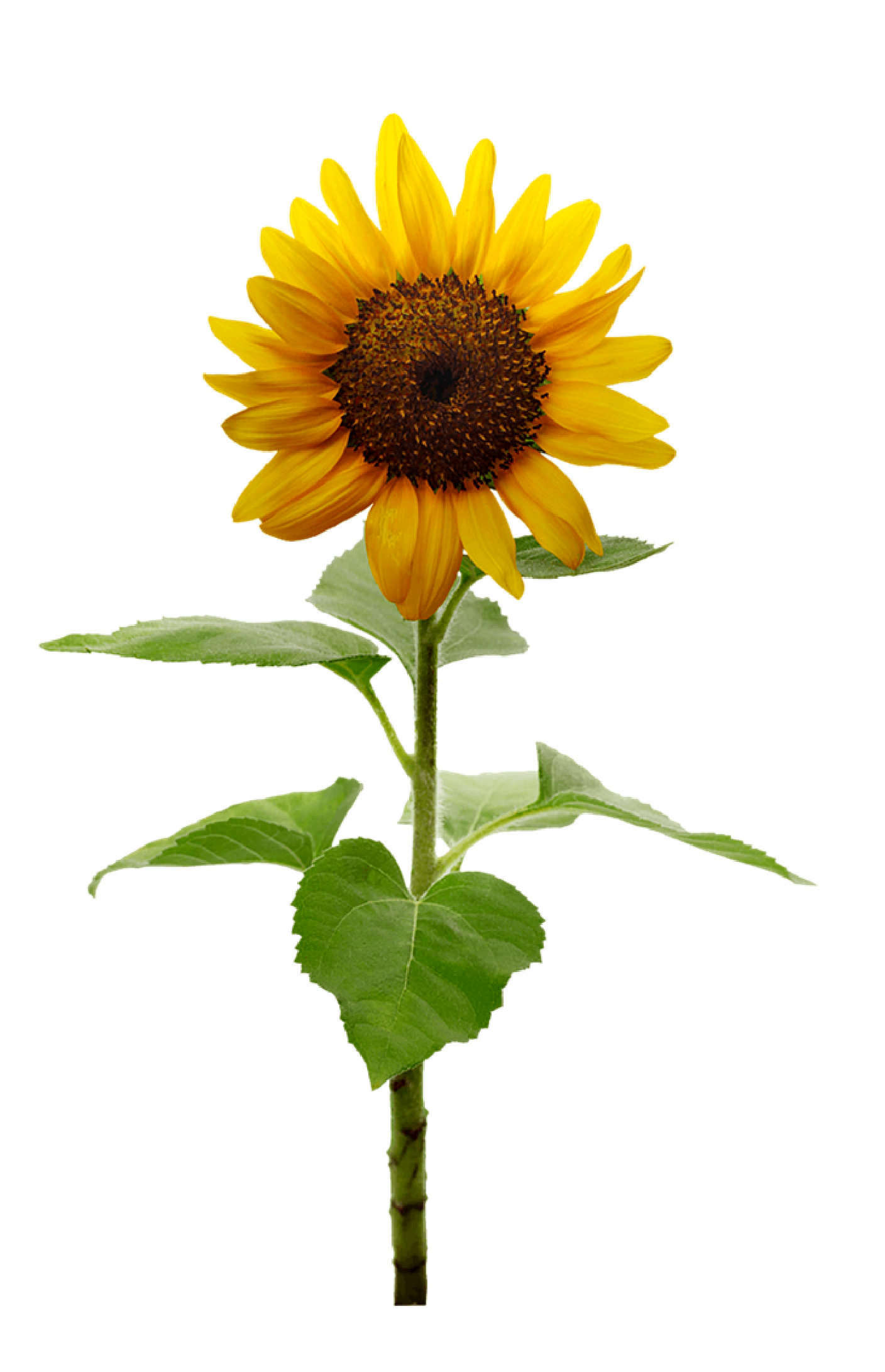 Sunflower image